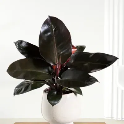 Philodendron Black Cardinal