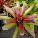 Bromeliad Neoregelia Fireball