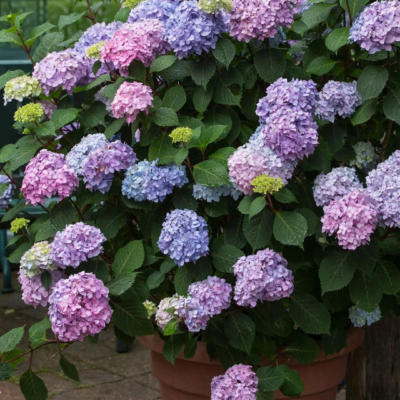 Hydrangea – Colorful Flowering Shrub