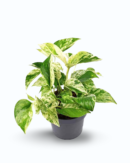 Marble Queen Pothos (Epipremnum aureum ‘Marble Queen’)