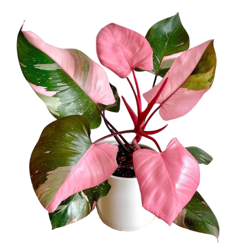 Philodendron Pink Princess – Rare Variegated