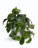 Satin Pothos (Scindapsus pictus ‘Argyraeus’)