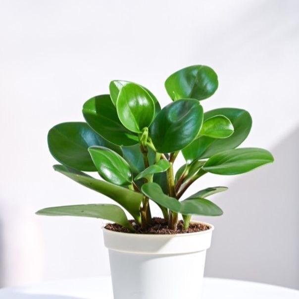 Peperomia Green Plant – Air-Purifying Houseplant