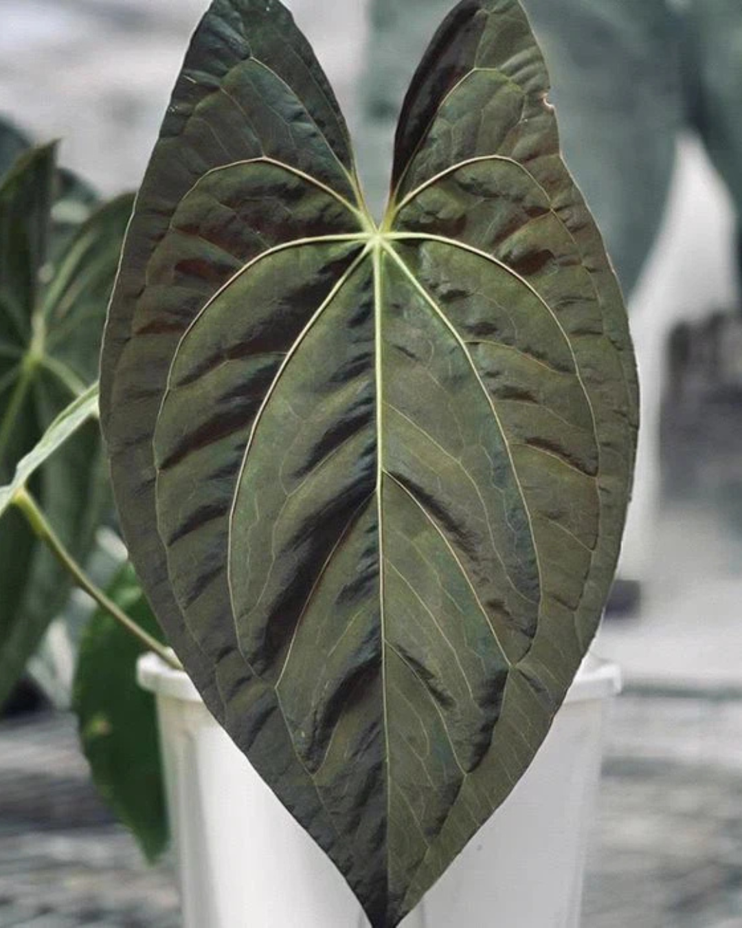 Anthurium 'Dark Phoenix' – Rare Hybrid with Dark Velvet Leaves