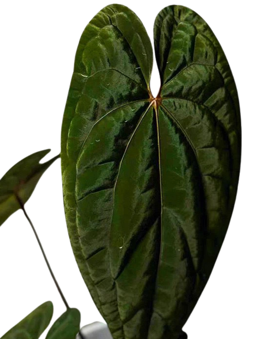 Anthurium 'Dark Phoenix' – Rare Hybrid with Dark Velvet Leaves