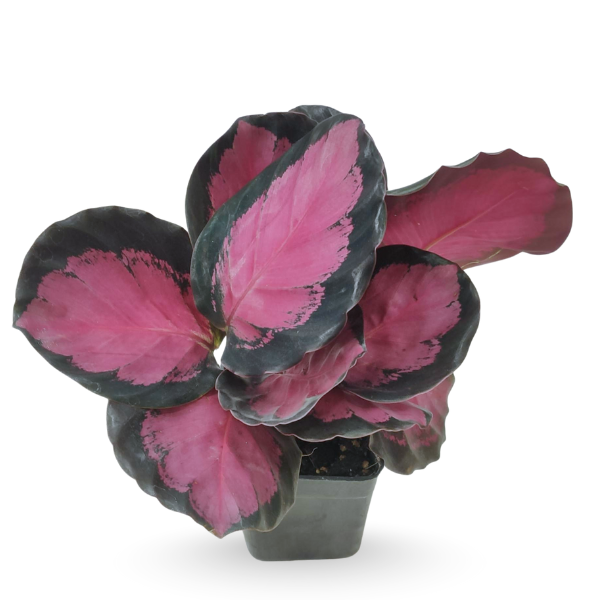 Calathea Roseopicta Crimson