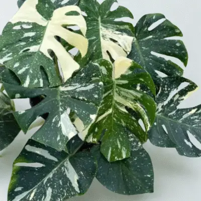 Monstera Thai Constellation