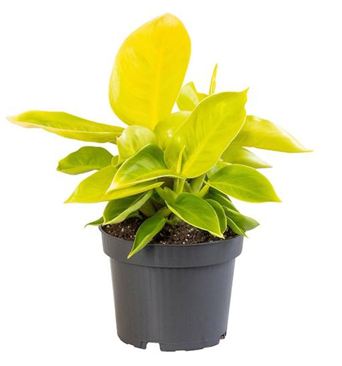 Philodendron Moonlight – Bright Neon Philodendron