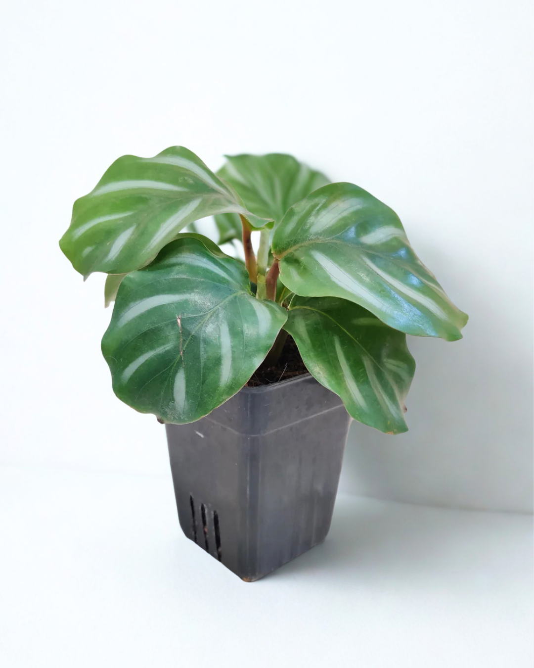Calathea Orbifolia – Rare Prayer Plant - Image 2