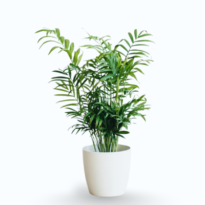 Chamaedorea elegans – Bamboo / Parlour Palm