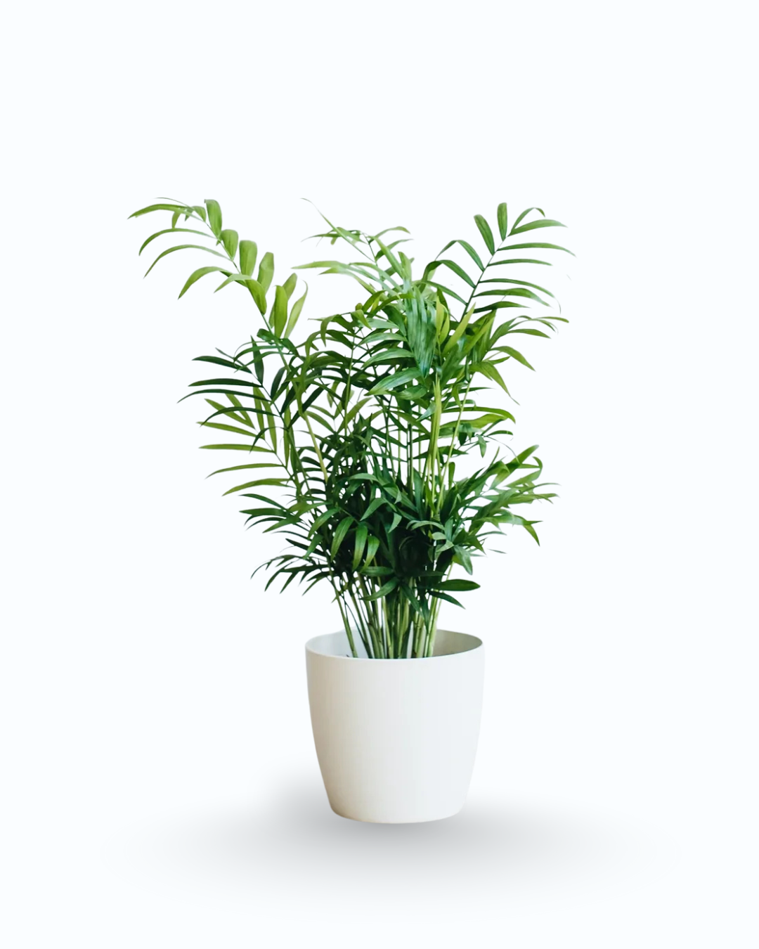 Chamaedorea elegans – Bamboo / Parlour Palm