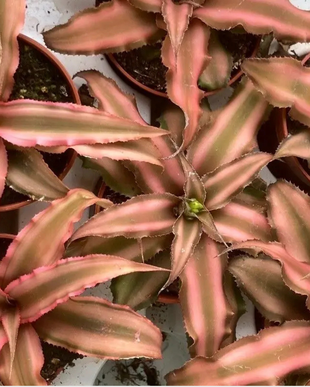 Cryptanthus Argurophyllus (Brown) – Earth Star Bromeliad plant - Image 2
