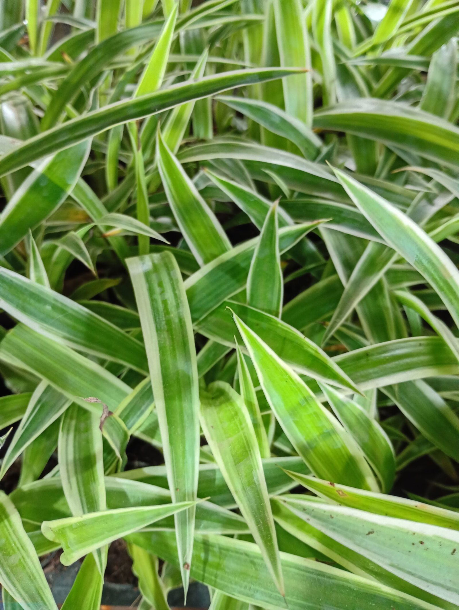 Chlorophytum comosum – Variegated Spider Plant - Image 3