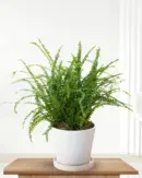 Nephrolepis cordifolia ‘Lemon Button’ – Duffi Fern