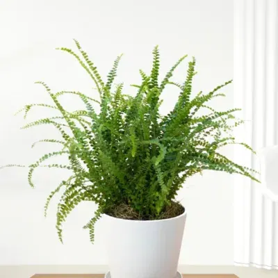 Nephrolepis cordifolia ‘Lemon Button’ – Duffi Fern