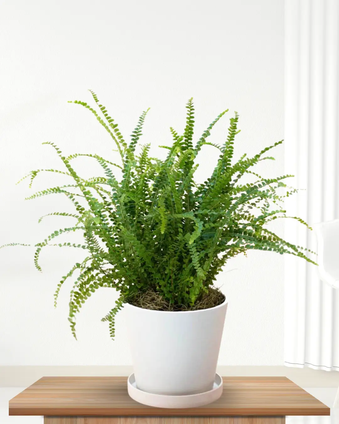 Nephrolepis cordifolia ‘Lemon Button’ – Duffi Fern