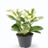 Peperomia Obtusifolia Variegata (Baby Rubber Plant)