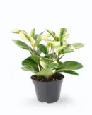 Peperomia Obtusifolia Variegata (Baby Rubber Plant)