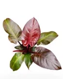 Philodendron Congo Red