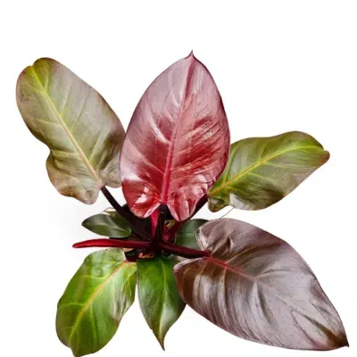 Philodendron Congo Red