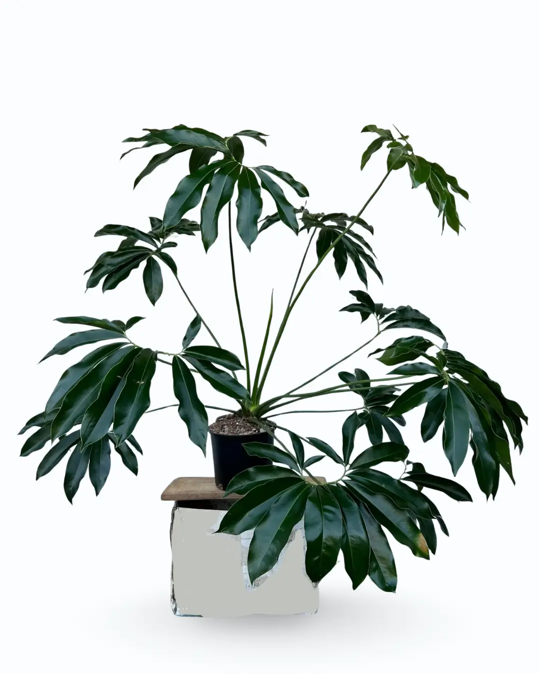 Philodendron goeldii – Finger Leaf Philodendron