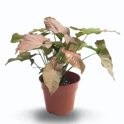 Syngonium Pink (Syngonium podophyllum ‘Neon Robusta’)