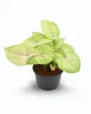 Syngonium Pink Allusion (Syngonium podophyllum ‘Pink Allusion’)