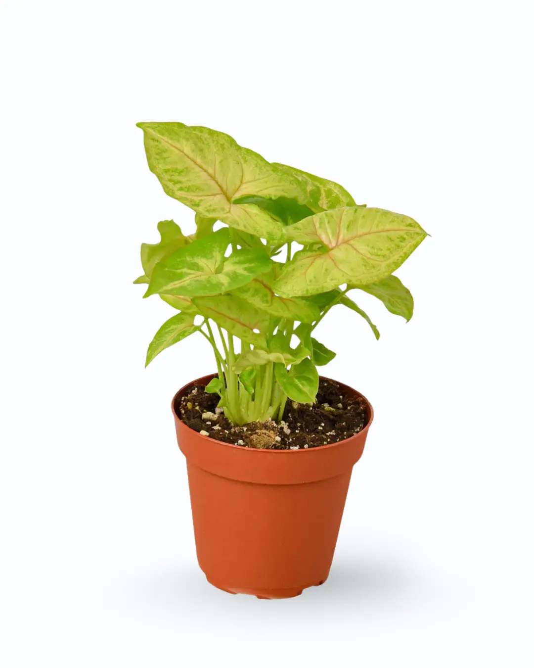 Syngonium podophyllum ‘Golden Allusion’