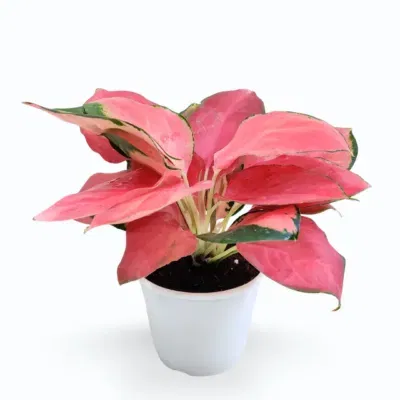 Aglaonema China Red (Pink Suksom)