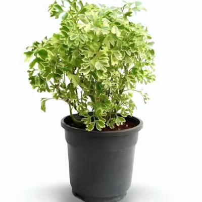 Aralia Variegated White (Polyscias fruticosa ‘Variegata’)