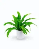 Bird’s Nest Fern (Asplenium nidus) – Tropical Indoor Fern
