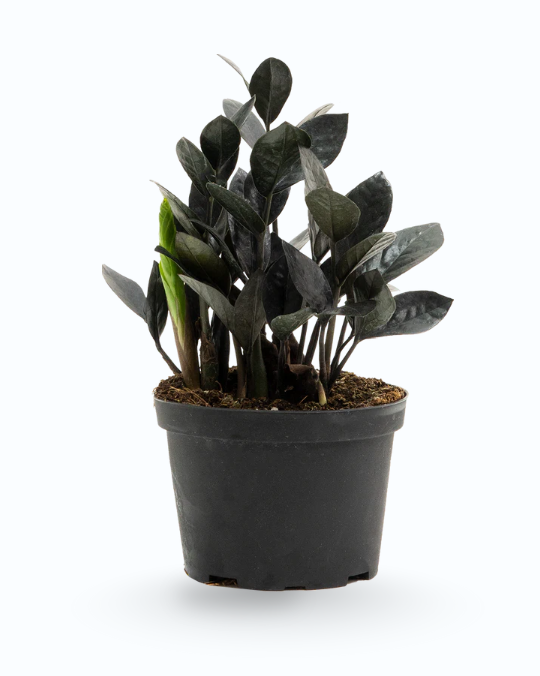 Zamioculcas zamiifolia ‘Raven’ – Black ZZ Plant