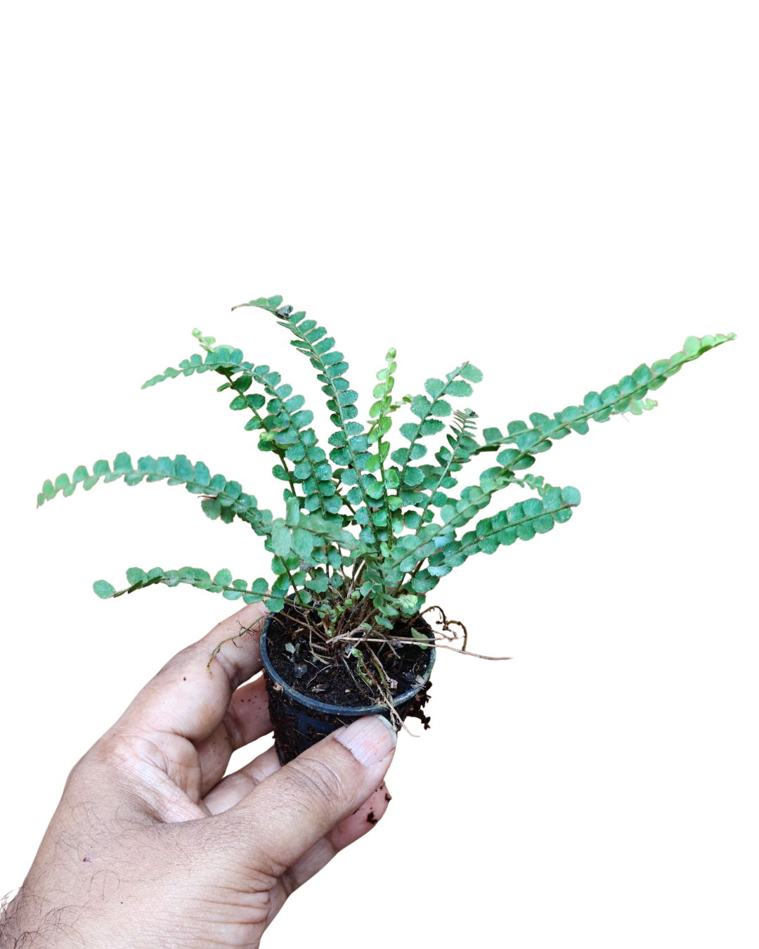 Nephrolepis cordifolia ‘Lemon Button’ – Duffi Fern - Image 2