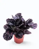 Calathea Dottie (Calathea roseopicta ‘Dottie’)