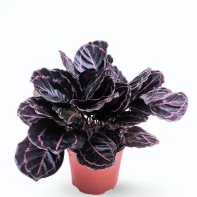 Calathea Dottie (Calathea roseopicta ‘Dottie’)