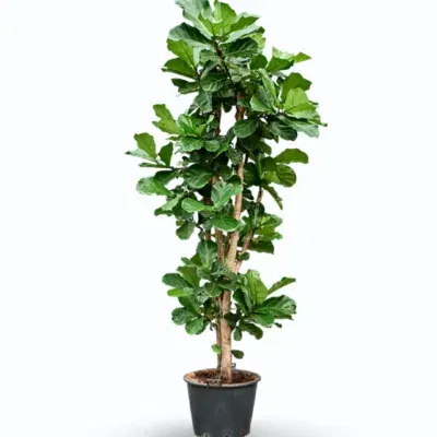 Ficus lyrata – Fiddle Leaf Fig Plant