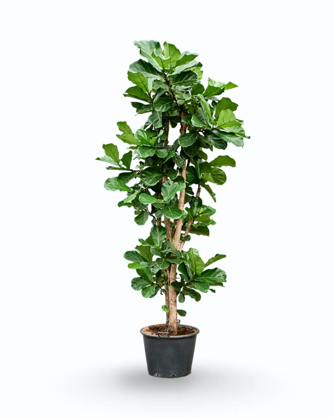 Ficus lyrata – Fiddle Leaf Fig Plant