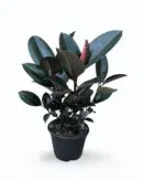 Ficus elastica – Rubber Plant