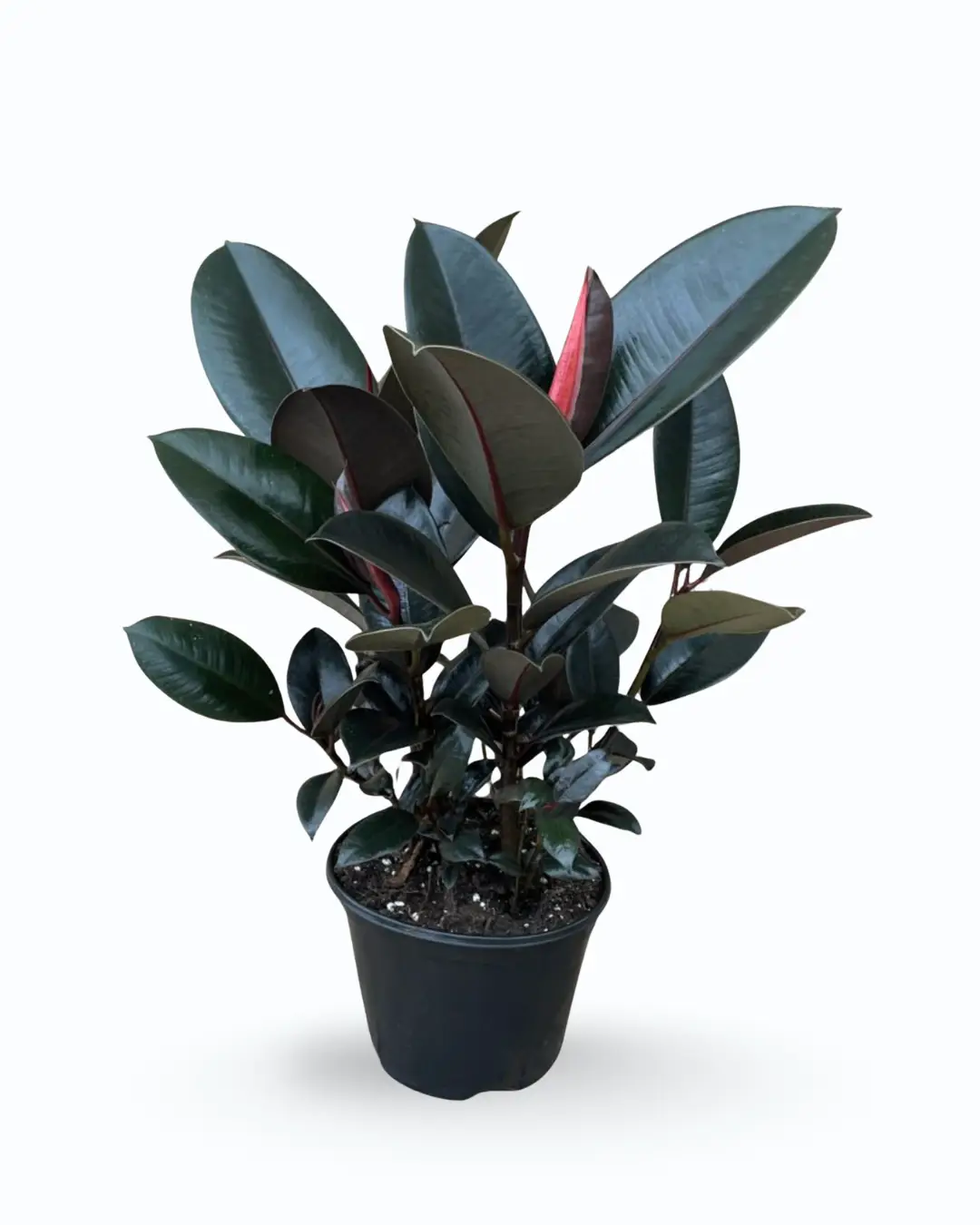 Ficus elastica – Rubber Plant