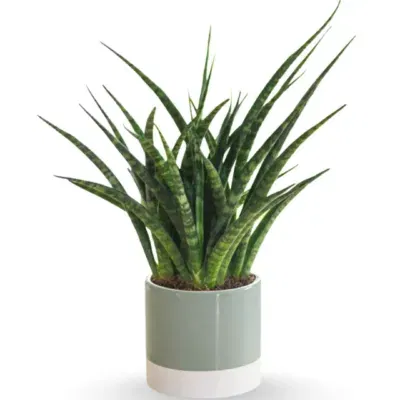 Sansevieria ‘Fernwood’ Mikado – Compact Snake Plant