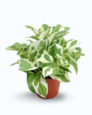 N’Joy Pothos (Epipremnum aureum ‘N’Joy’)