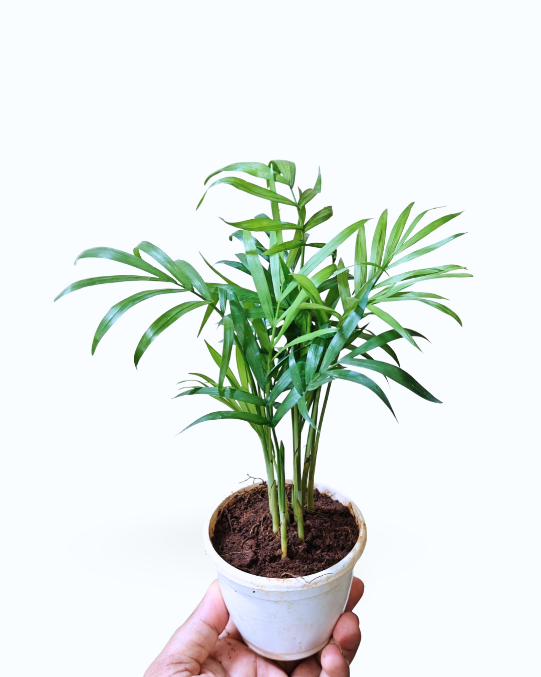Chamaedorea elegans – Bamboo / Parlour Palm - Image 2