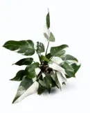 Philodendron White Princess