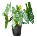 Philodendron billietiae