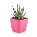RootPod 1 - Square Planter (Set of 6) - Pink
