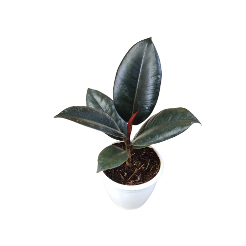 Ficus elastica – Rubber Plant - Image 3