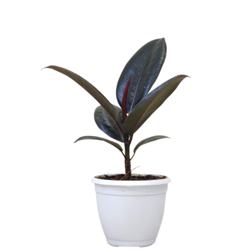 Ficus elastica – Rubber Plant - Image 4