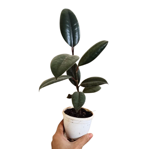 Ficus elastica – Rubber Plant - Image 2
