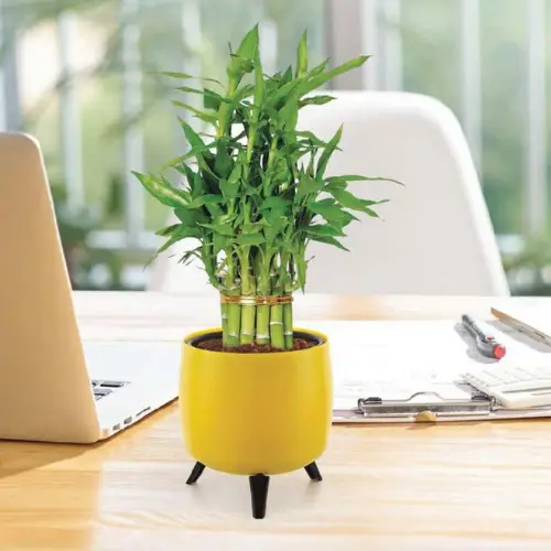 Auréa Tabletop Planter | Premium Self-Watering Pot with Interchangeable Stands - Image 2