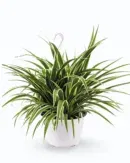 Chlorophytum comosum – Variegated Spider Plant
